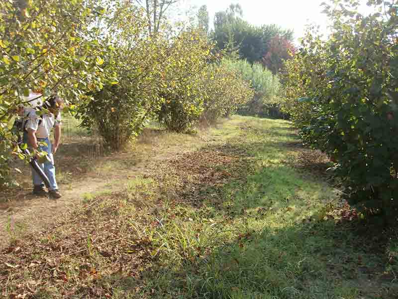 Soufflage des noisettes avant la récolte en Piémont